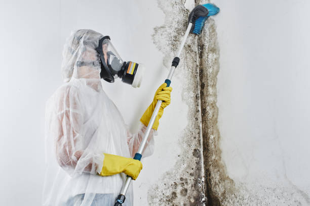 Best Certified Mold Removal  in Lansdowne, PA
