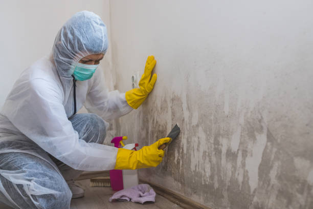 Best Certified Mold Removal  in Lansdowne, PA