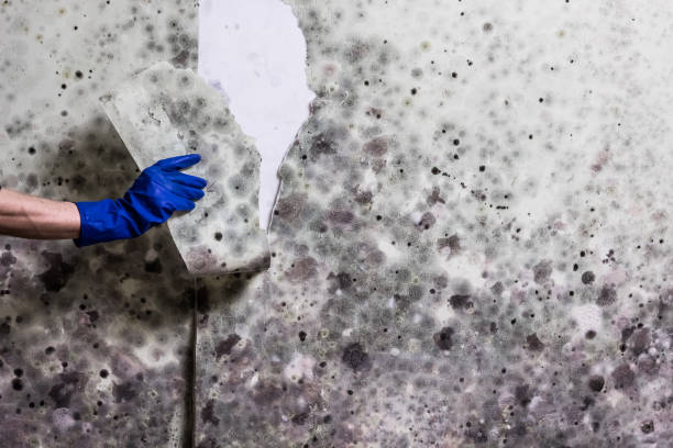 Best Attic Mold Removal  in Lansdowne, PA