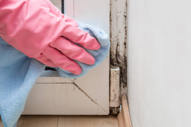Home Mold Removal in Lansdowne, PA