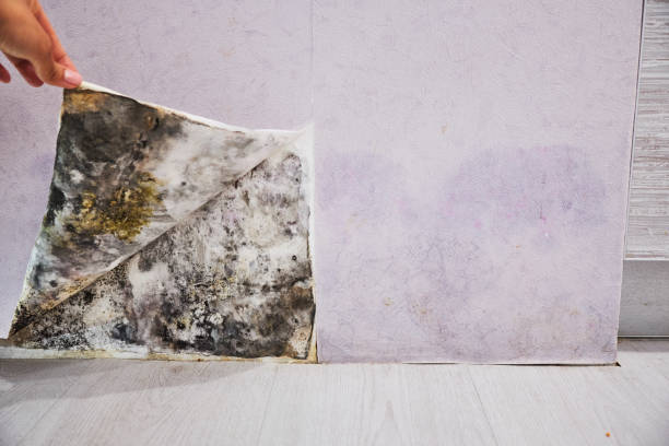 Best Fast Mold Removal  in Lansdowne, PA